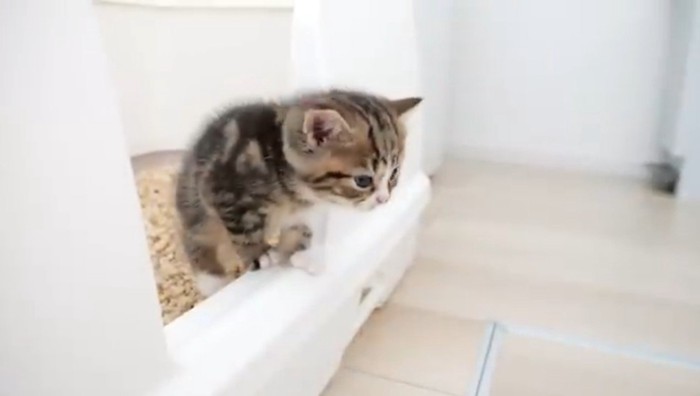 トイレから出ようとする子猫