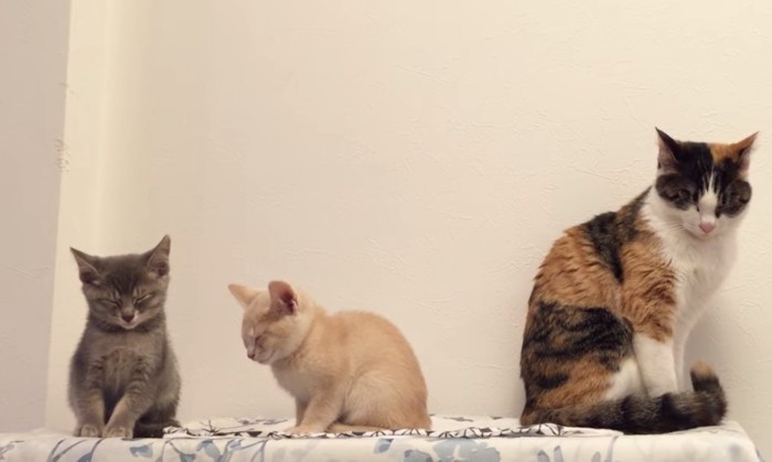 横向きになる子猫