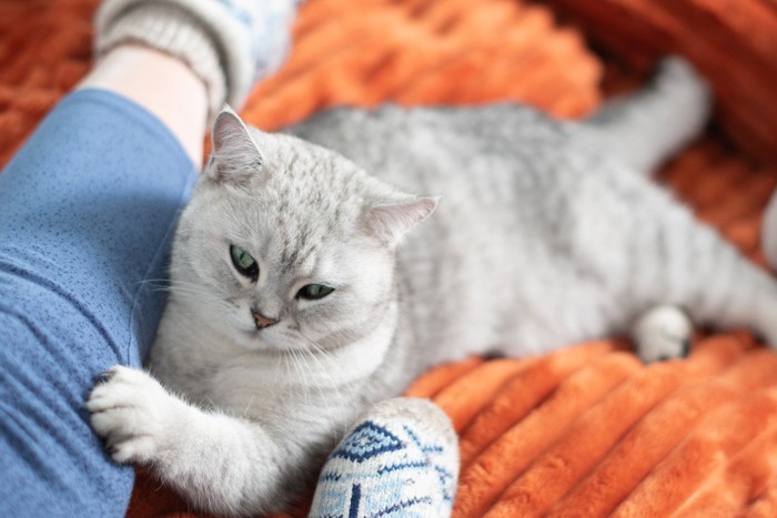 毛布の上の人の足に手をかける猫
