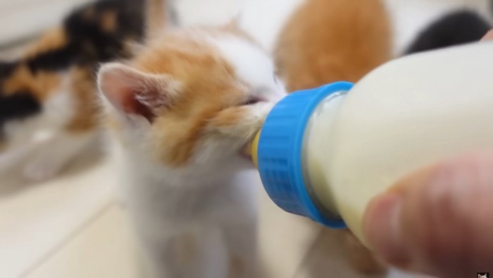 目をつぶって必死にミルクにかぶりつく茶白猫