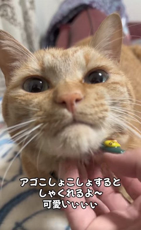 アゴを撫でられてしゃくれている猫
