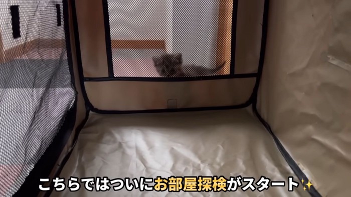 ケージの外に出る子猫