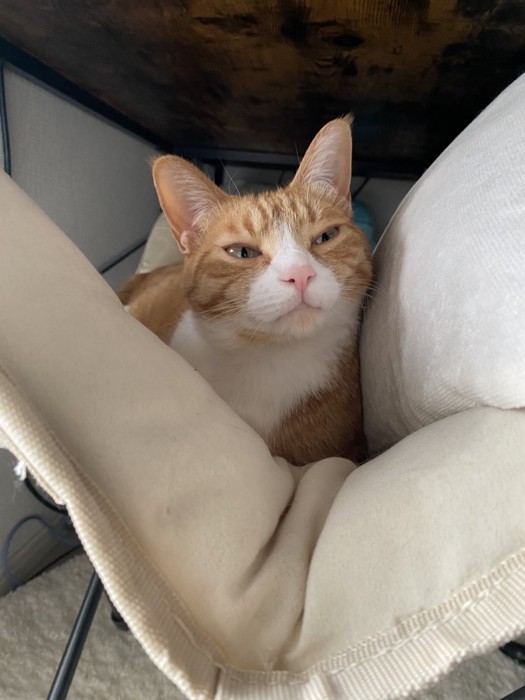 クッションの上に猫