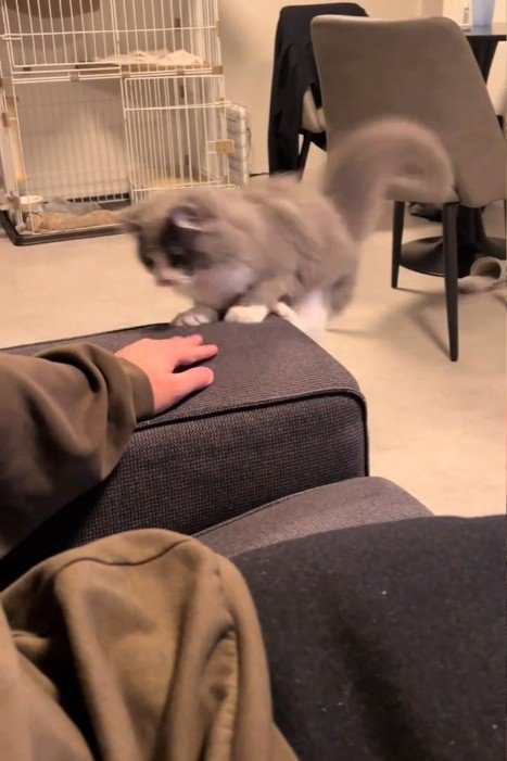 ソファーに乗る猫