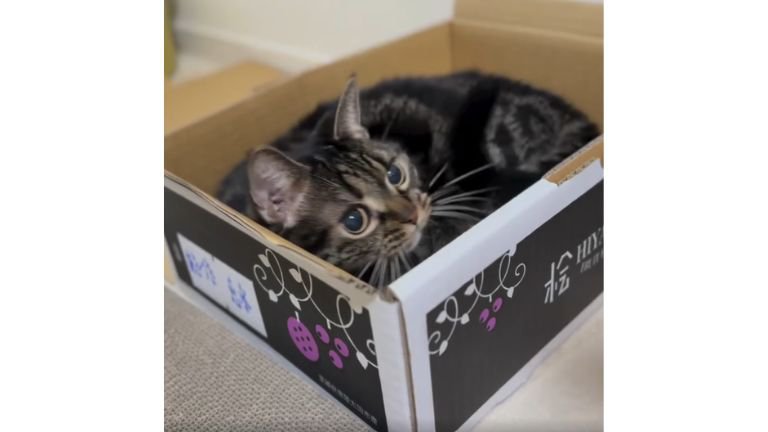 箱に入る猫