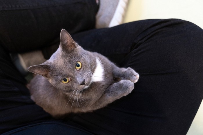 飼い主のひざの上でくつろぐ猫