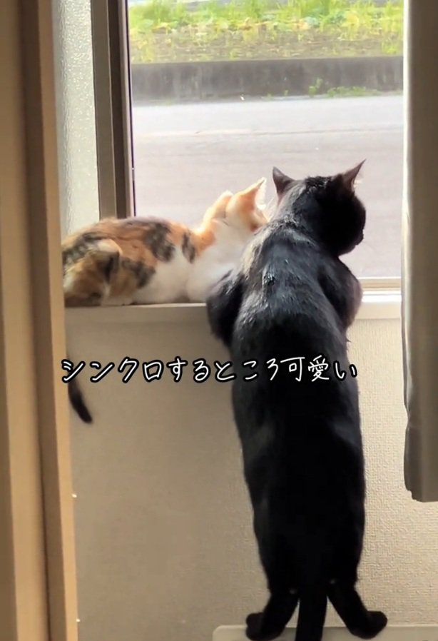 外を見る2匹の猫