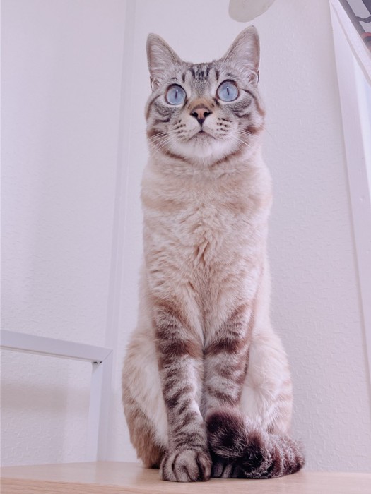 おすわりする猫