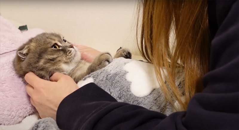 寝かしつけしてもらう猫