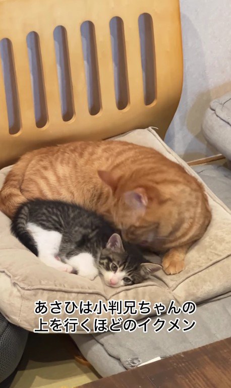 子猫のお世話をする猫