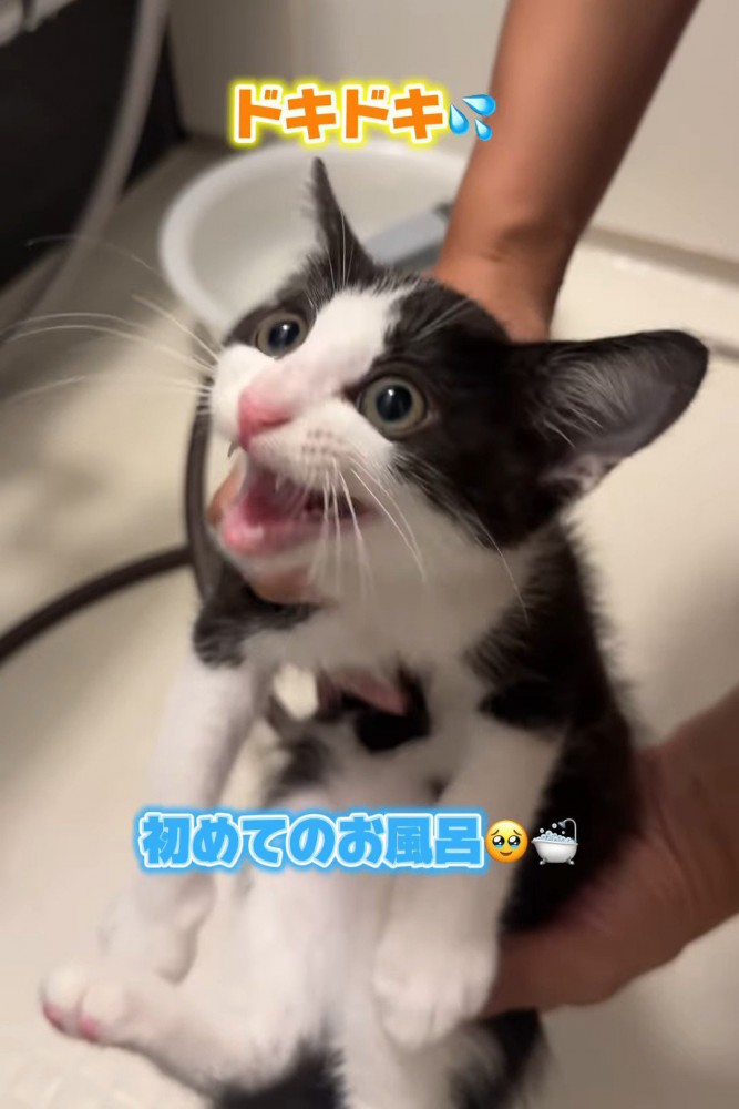 鳴く子猫