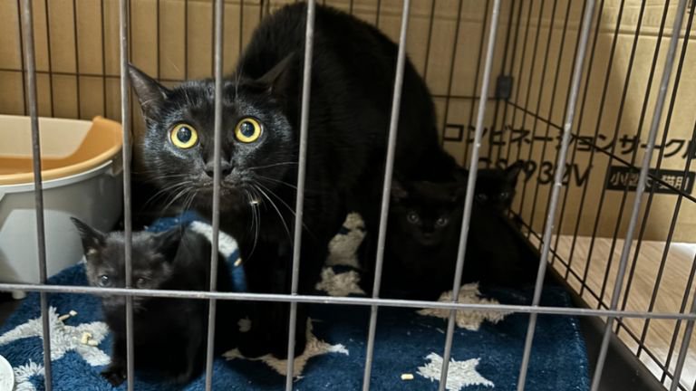 ケージの中にいる猫たち