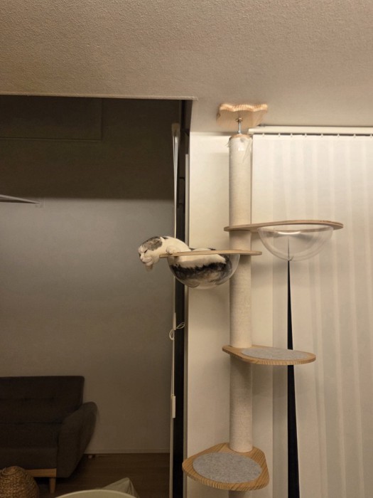 キャットタワーの上にいる謎の生き物