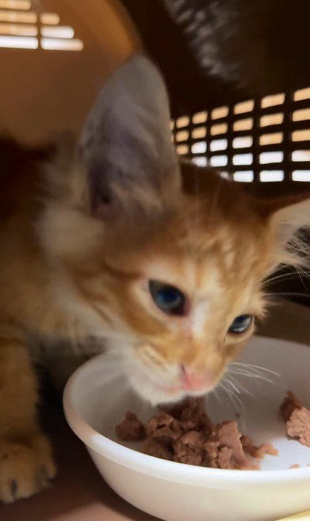 ごはんを食べる子猫