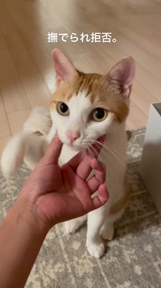 飼い主に頬を撫でられて、前足を上げる猫