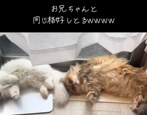 一緒のポーズで寝ている2匹のミヌエット猫のアップ