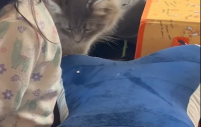 クッションの上に落ちたパンくずを見る猫