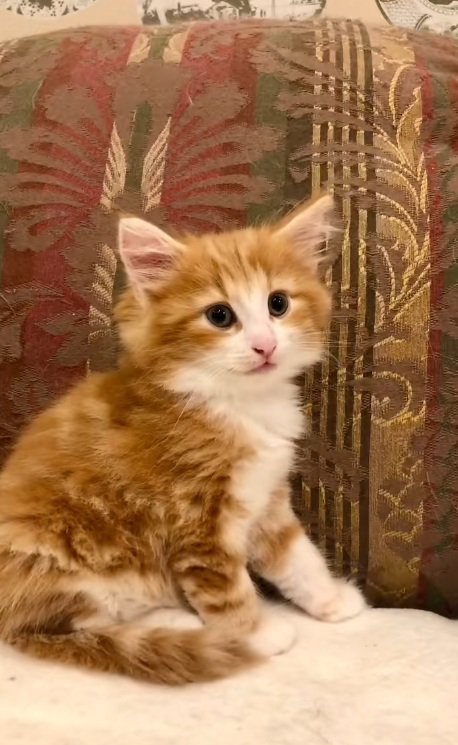 座っているノルウェージャンフォレストキャットの子猫