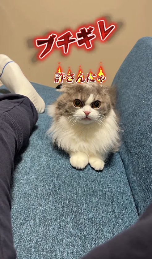 ソファの上で怒っている猫