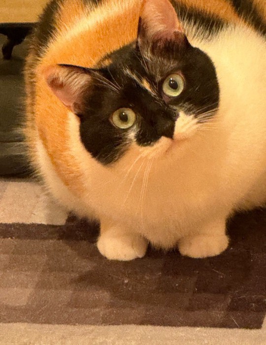 首をかしげる猫