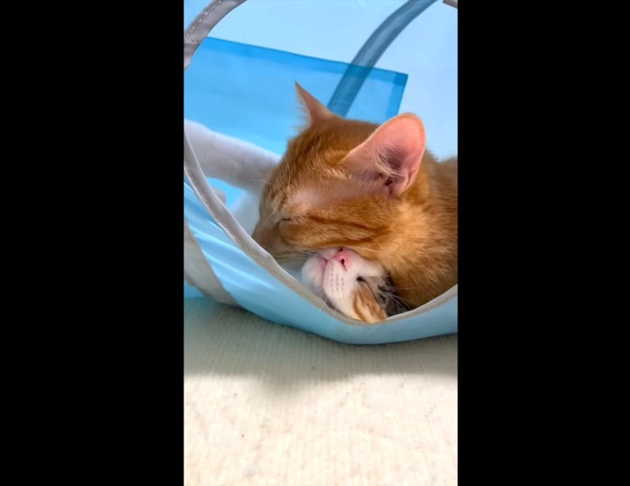 眠る子猫と茶トラ猫