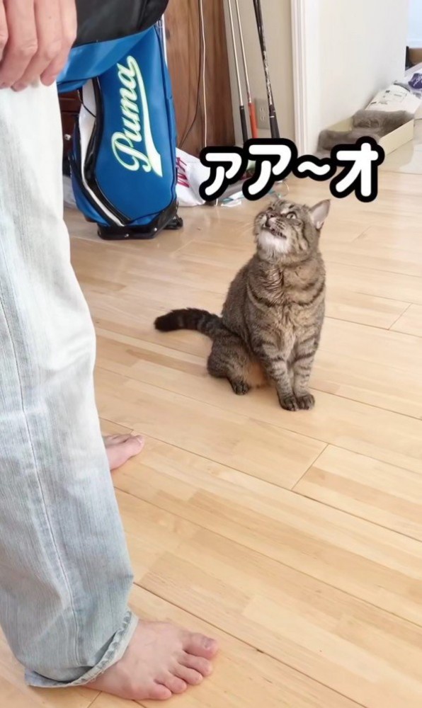 鳴いている猫