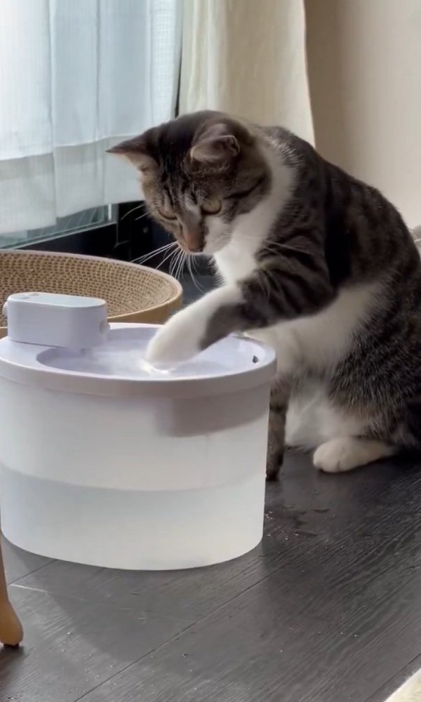 水を触る猫