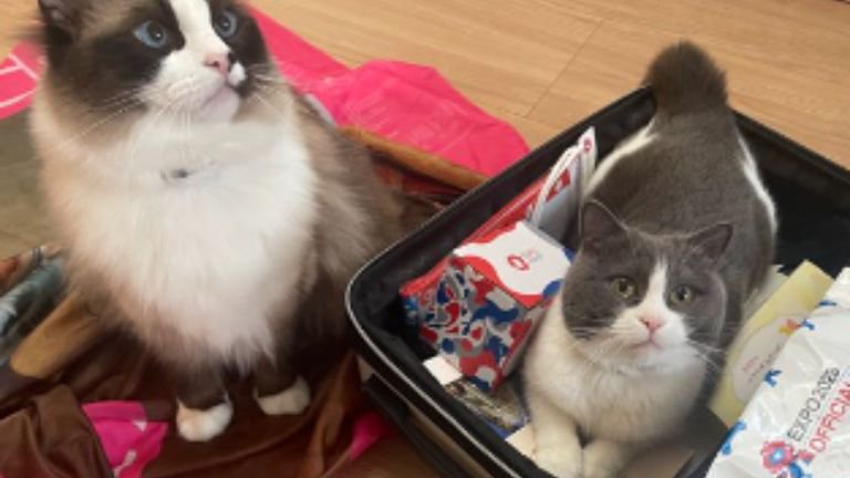 キャリーケースにいる猫