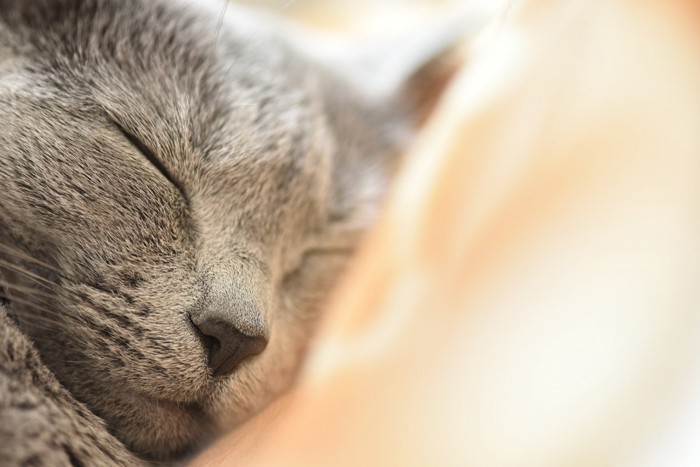 眠る猫のアップ