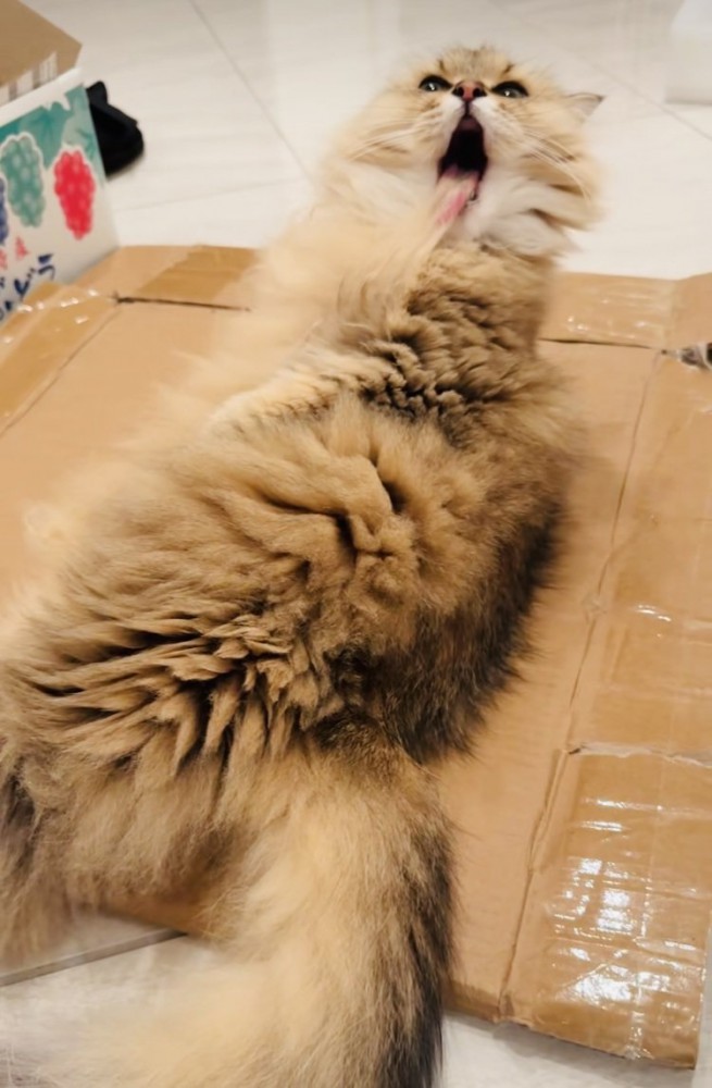 毛繕い中に毛が舌にくっついたペルシャ猫