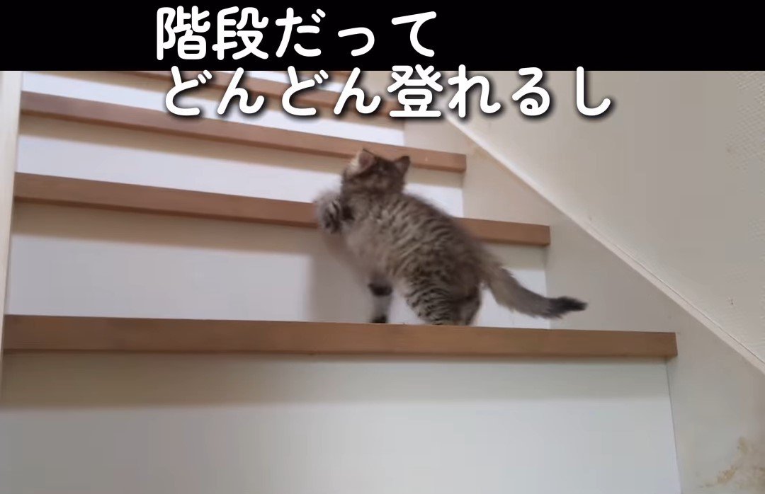 階段を登る子猫