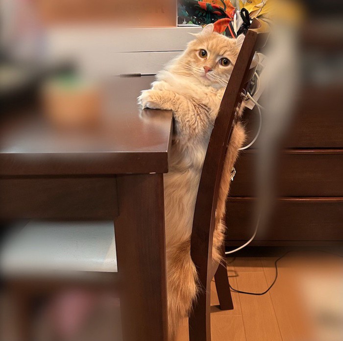 椅子の背もたれに体を預けて、美しい姿勢で座っている猫