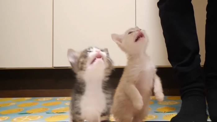 2足立ち