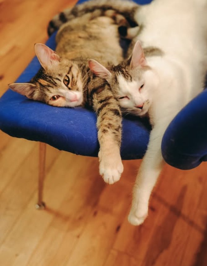 同じ格好で横になる2匹の猫