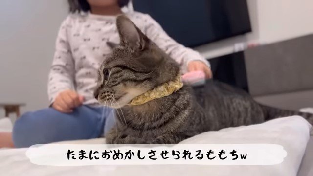 猫にブラッシングする少女