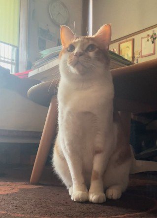 お座りをする猫
