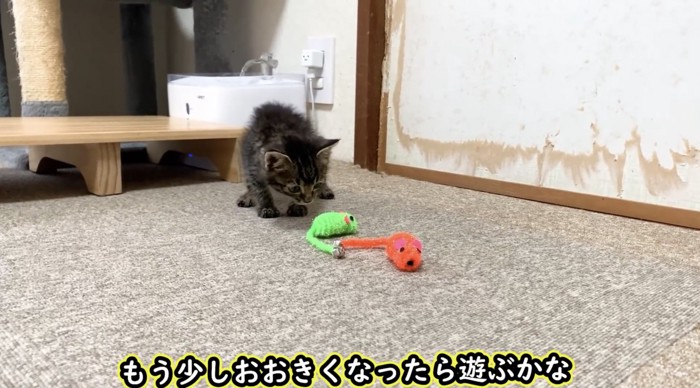 ネズミのおもちゃの近くで様子をうかがう子猫