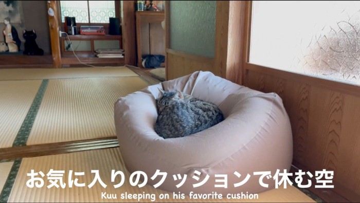 大きなクッションの上で眠る猫