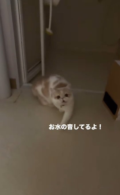 伝える猫