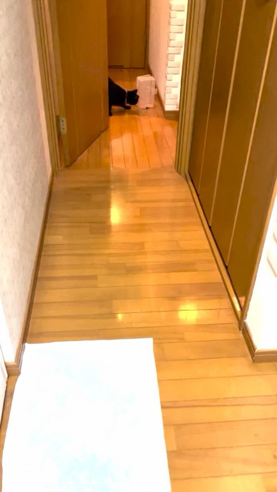 廊下の奥にいる猫