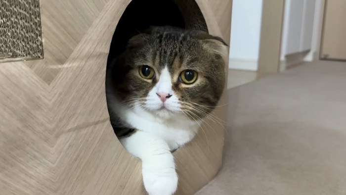 まったりする猫