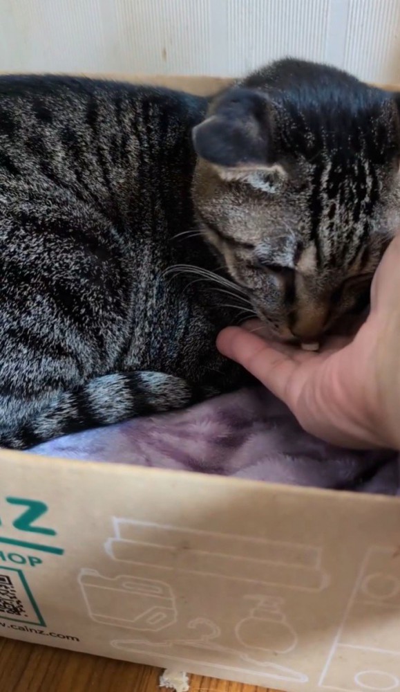 薬を口に入れようとする猫