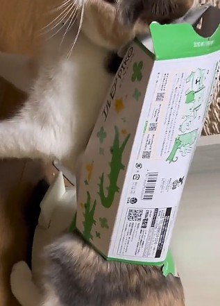 ティッシュ箱を身につけた猫