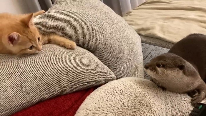 見つめ合うふたり