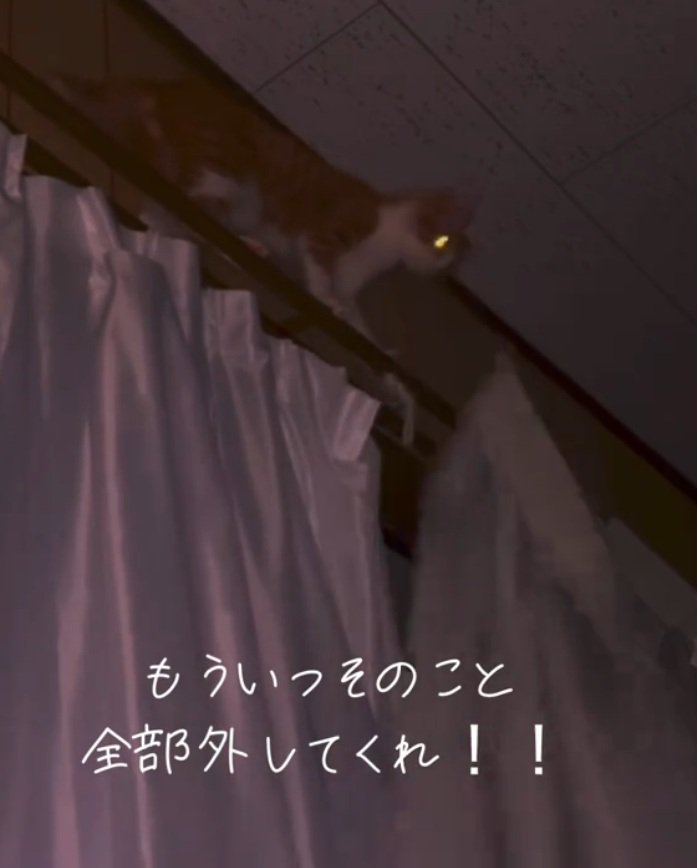 カーテンを落とすこっちゃん