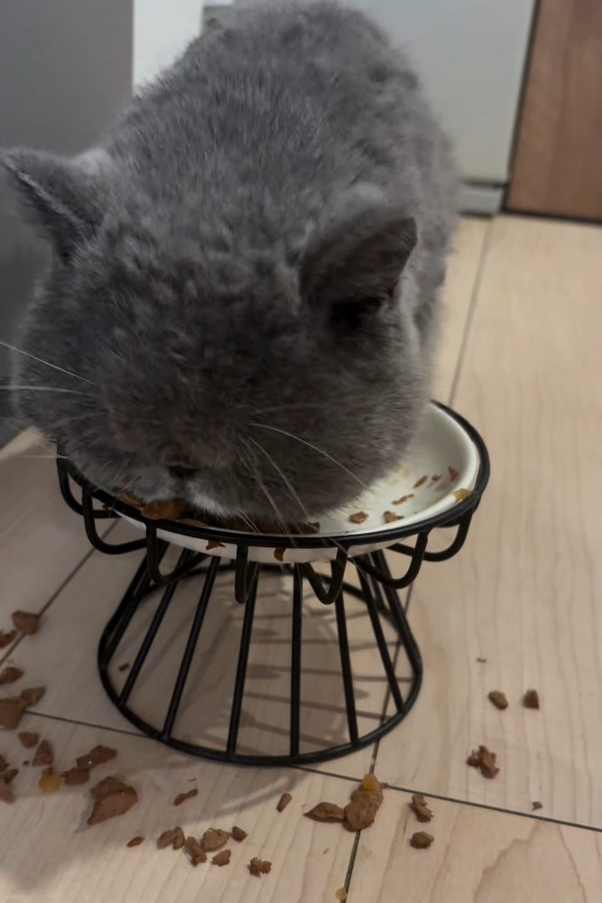 ごはんを食べる猫