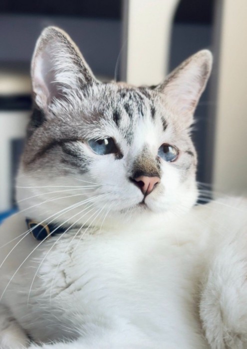 光源を見つめる猫