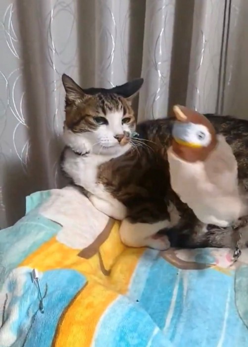 動かずおもちゃの動きを目で追う猫