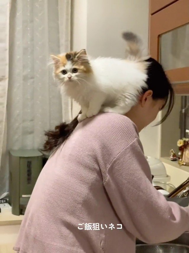 人の肩に乗ってカメラを見る子猫