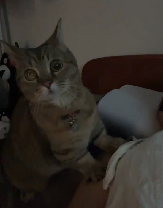 アニメを見る猫